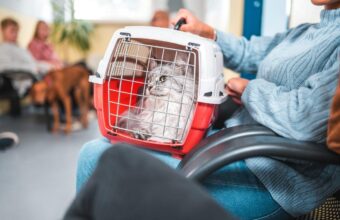 Identifying Feline Dementia: Key Signs and Management Strategies