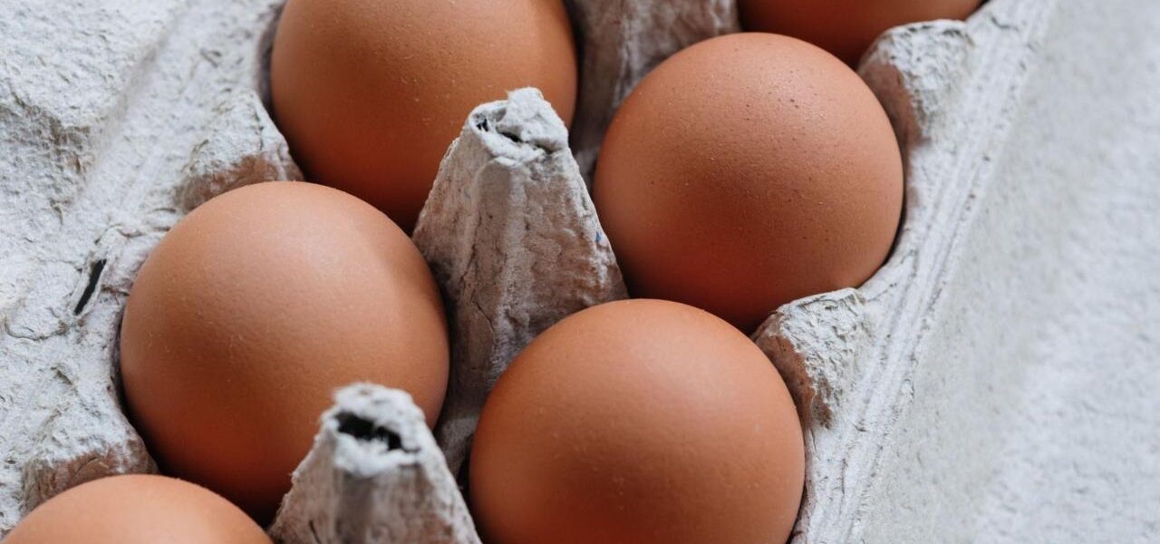 UK Salmonella Outbreak: One Dead, Hundreds Fall Ill