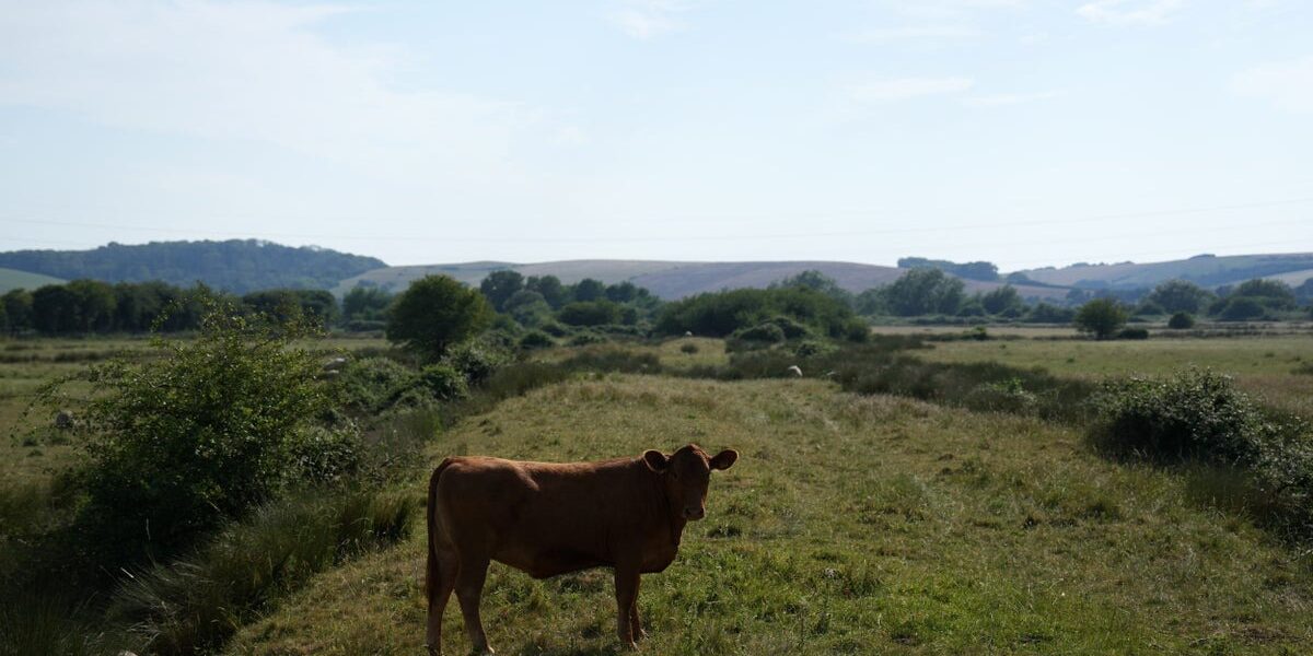 Elderly Man Dies After Being Trampled by Cattle at National Trust Estate