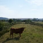 Elderly Man Dies After Being Trampled by Cattle at National Trust Estate Elderly Man Dies After Being Trampled by Cattle at National Trust Estate