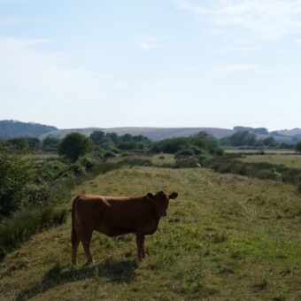 Elderly Man Dies After Being Trampled by Cattle at National Trust Estate Elderly Man Dies After Being Trampled by Cattle at National Trust Estate