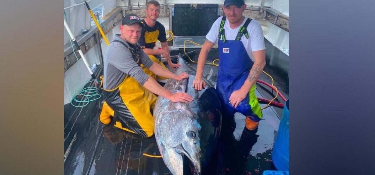 Rare Giant Tuna Caught Off Yorkshire Coast, First Since 1960s Rare Giant Tuna Caught Off Yorkshire Coast, First Since 1960s