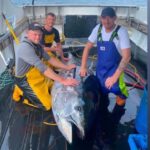 Rare Giant Tuna Caught Off Yorkshire Coast, First Since 1960s
