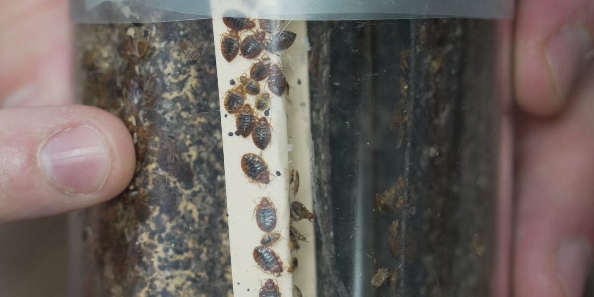 Bedbug Infestations Surge: Expert Tips on Prevention and Treatment Bedbug Infestations Surge: Expert Tips on Prevention and Treatment