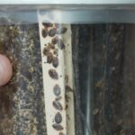 Bedbug Infestations Surge: Expert Tips on Prevention and Treatment