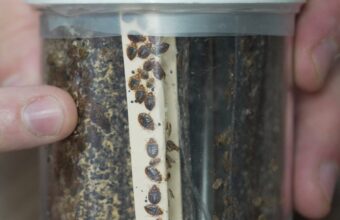 Bedbug Infestations Surge: Expert Tips on Prevention and Treatment