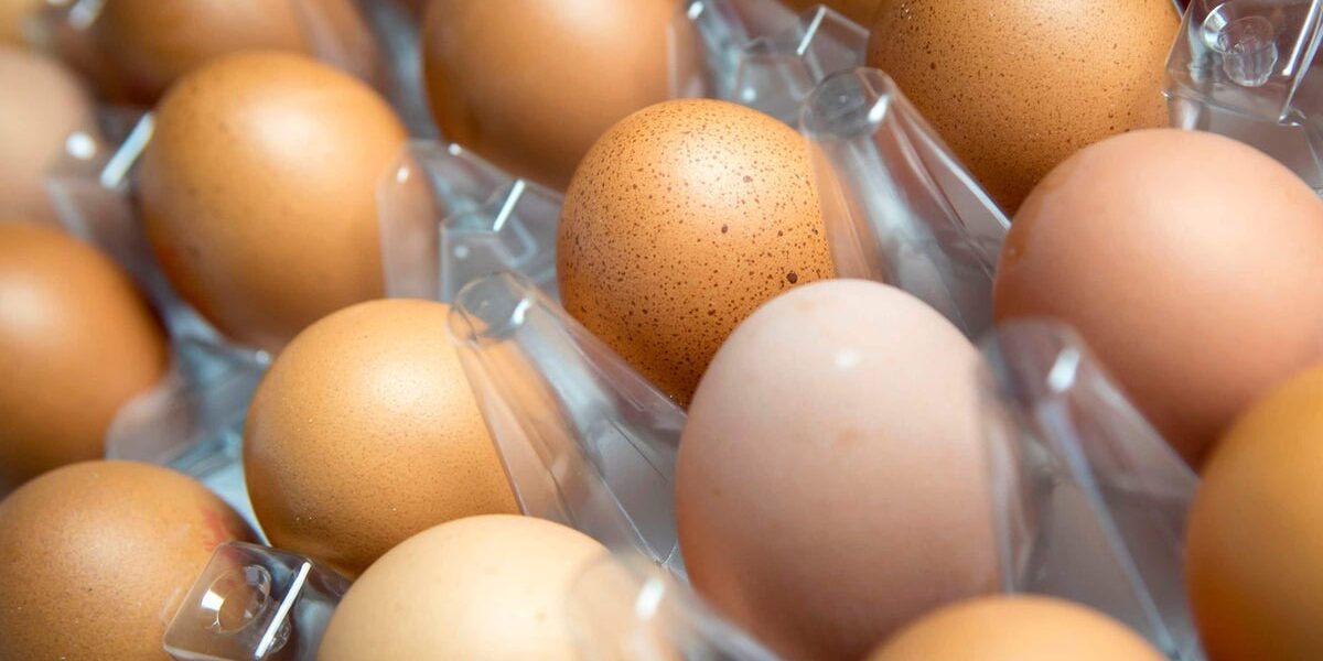 UK Salmonella Outbreak: Regions Hit Hardest by Rising Cases