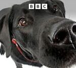 Machines Trained to Mimic Dogs’ Superior Sense of Smell Machines Trained to Mimic Dogs’ Superior Sense of Smell
