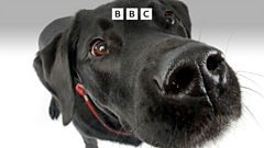 Machines Trained to Mimic Dogs’ Superior Sense of Smell Machines Trained to Mimic Dogs’ Superior Sense of Smell