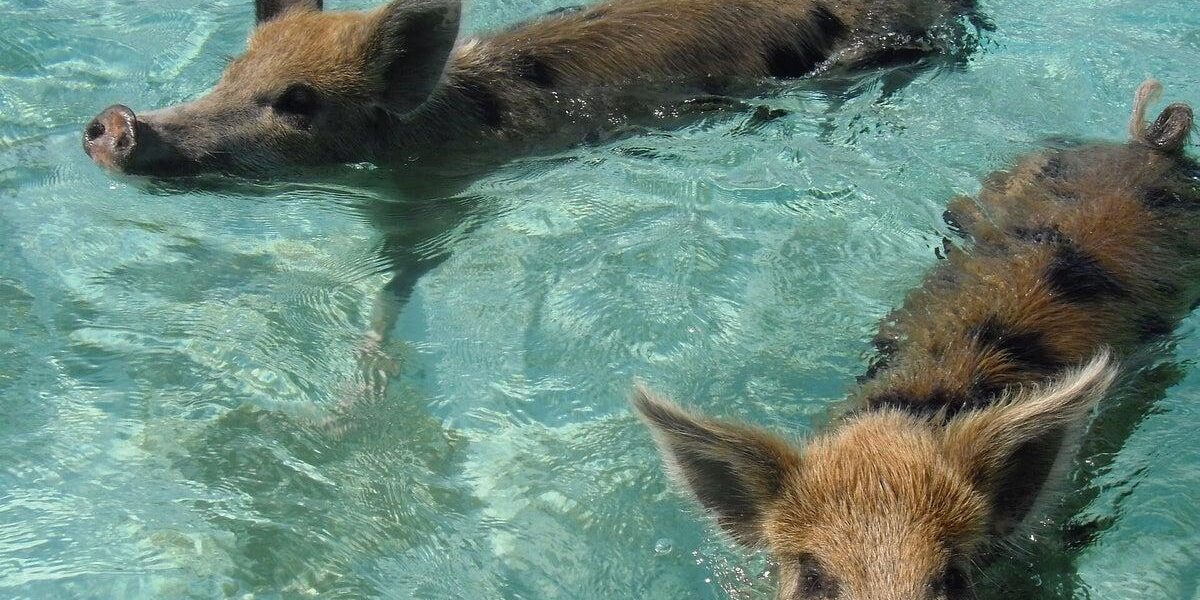 Cruise Passenger Sues After Rabies Scare from Bahamas Pig Bite