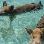 Cruise Passenger Sues After Rabies Scare from Bahamas Pig Bite