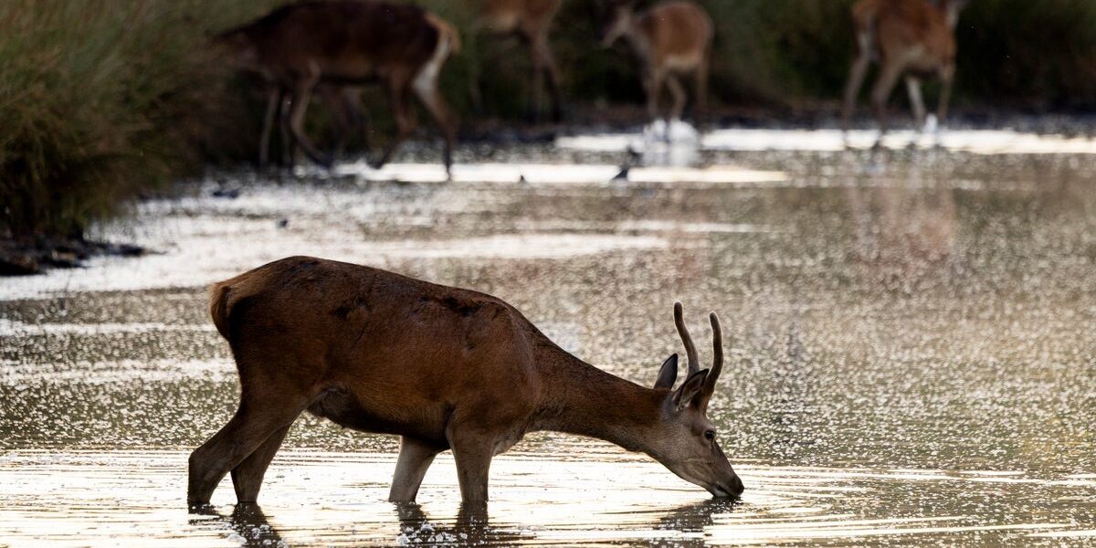 Elderly Man Injured by Stag in London Park, Animal Euthanized Elderly Man Injured by Stag in London Park, Animal Euthanized