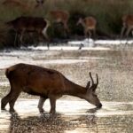 Elderly Man Injured by Stag in London Park, Animal Euthanized
