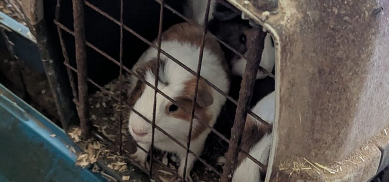 Couple Banned from Pet Ownership After Animal Cruelty Investigation Couple Banned from Pet Ownership After Animal Cruelty Investigation