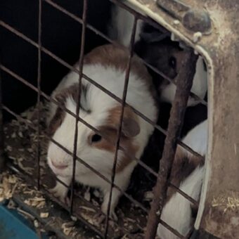 Couple Banned from Pet Ownership After Animal Cruelty Investigation Couple Banned from Pet Ownership After Animal Cruelty Investigation