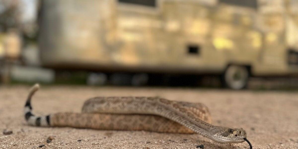 Snake Avoidance Training for Pets Expands in Venomous Snake Regions