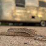 Snake Avoidance Training for Pets Expands in Venomous Snake Regions Snake Avoidance Training for Pets Expands in Venomous Snake Regions