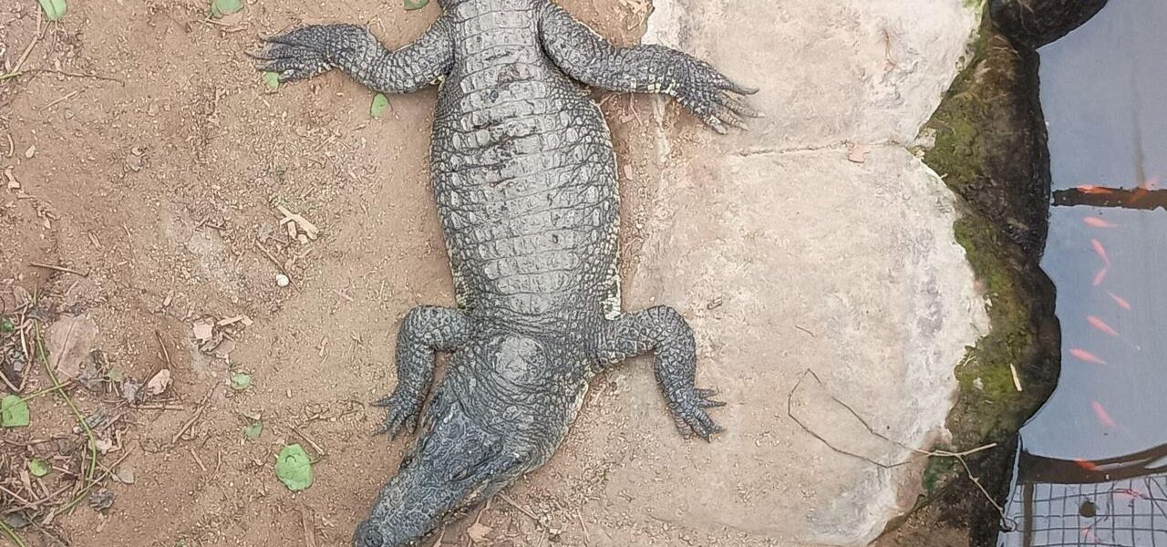 Toddler Attacked by Crocodile at UK Zoo Returns Home After Intensive Medical Care