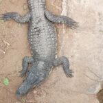 Toddler Attacked by Crocodile at UK Zoo Returns Home After Intensive Medical Care
