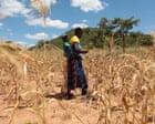 El Nio Threat: 50 Million Face Acute Hunger by Year-End El Nio Threat: 50 Million Face Acute Hunger by Year-End