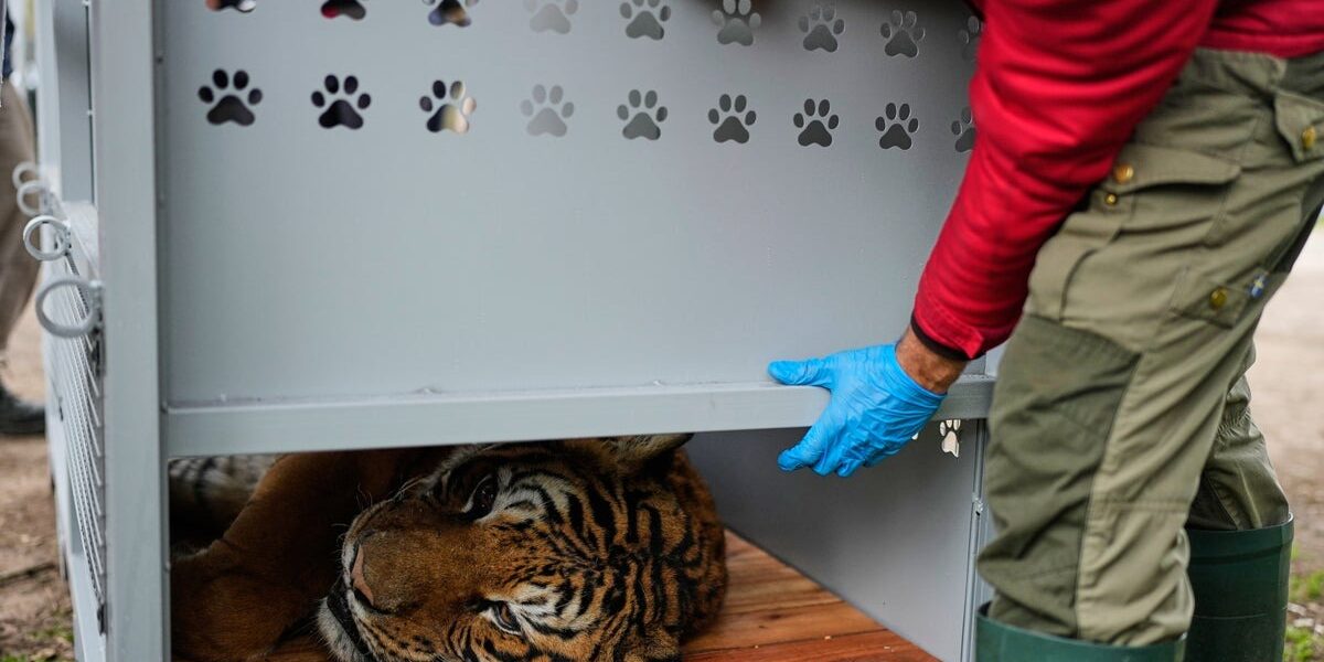 Thirty Lions and Tigers Rescued from Argentine Zoo Begin New Life in South Africa and the United States