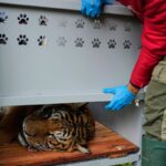 Thirty Lions and Tigers Rescued from Argentine Zoo Begin New Life in South Africa and the United States Thirty Lions and Tigers Rescued from Argentine Zoo Begin New Life in South Africa and the United States