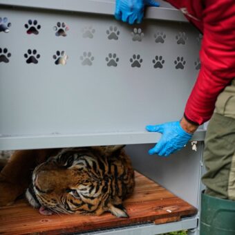 Thirty Lions and Tigers Rescued from Argentine Zoo Begin New Life in South Africa and the United States Thirty Lions and Tigers Rescued from Argentine Zoo Begin New Life in South Africa and the United States
