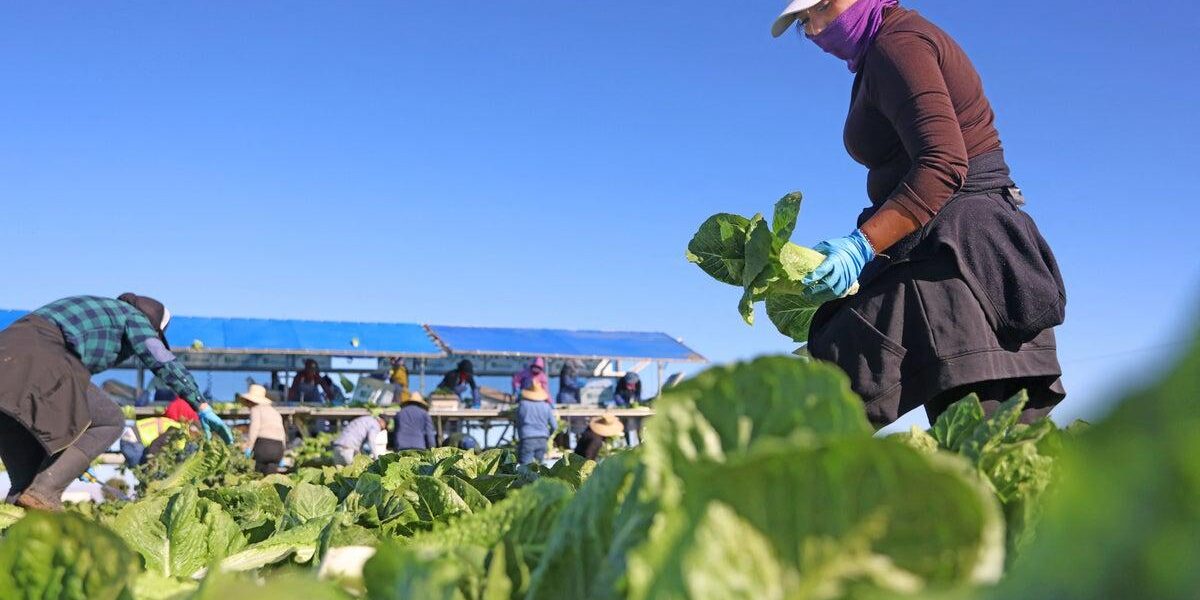 Michigan Residents Cleared to Eat Lettuce After Parasitic Outbreak