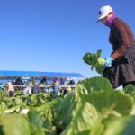 Michigan Residents Cleared to Eat Lettuce After Parasitic Outbreak Michigan Residents Cleared to Eat Lettuce After Parasitic Outbreak