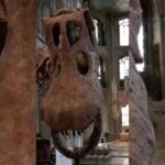 Antarctica’s First Dinosaur Fossil Discovered by Argentinian Geologist