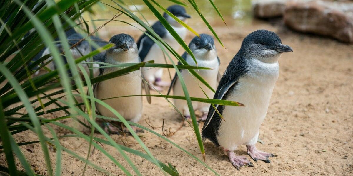 Australia’s Little Penguin Colony Faces 40% Population Decline Due to Bird Flu Australia’s Little Penguin Colony Faces 40% Population Decline Due to Bird Flu