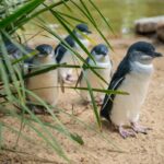 Australia’s Little Penguin Colony Faces 40% Population Decline Due to Bird Flu Australia’s Little Penguin Colony Faces 40% Population Decline Due to Bird Flu