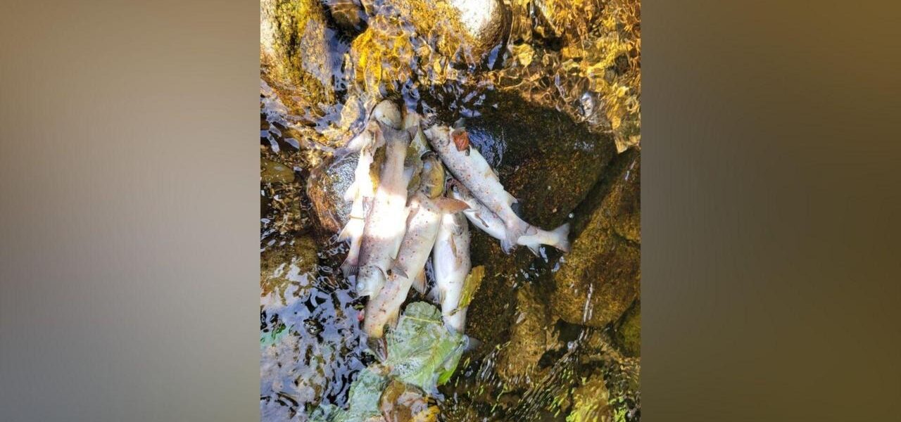 Kilkeel River Fish Populations Decimated by Pollution Incident