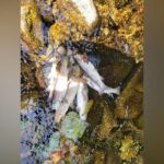Kilkeel River Fish Populations Decimated by Pollution Incident Kilkeel River Fish Populations Decimated by Pollution Incident