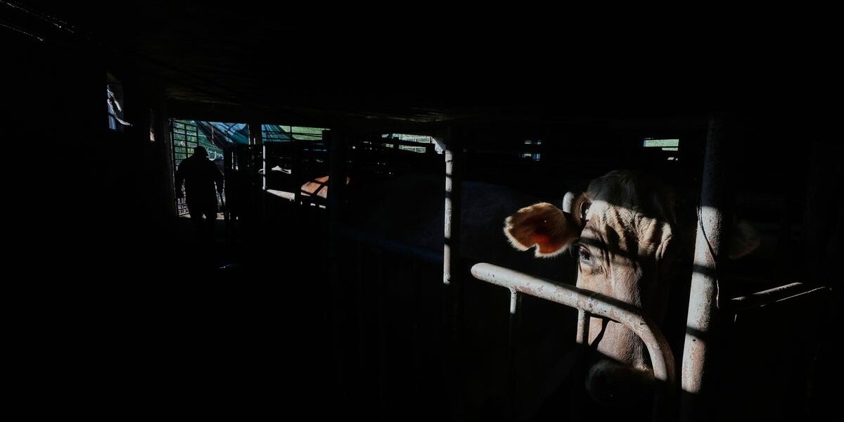 U.S.-Mexico Border Prepares for Reopening of Cattle Exports After Screwworm Ban