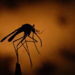 Tragedy Strikes: Two Airport Workers Succumb to Malaria in Germany Tragedy Strikes: Two Airport Workers Succumb to Malaria in Germany