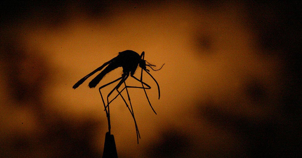 Tragedy Strikes: Two Airport Workers Succumb to Malaria in Germany Tragedy Strikes: Two Airport Workers Succumb to Malaria in Germany