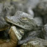 France’s Heatwaves Lead to Unprecedented Nile Crocodile Hatchings at Wildlife Park