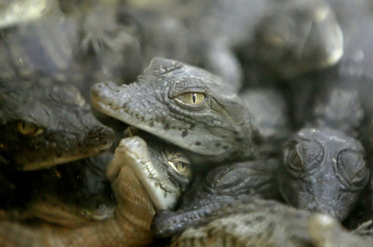 France’s Heatwaves Lead to Unprecedented Nile Crocodile Hatchings at Wildlife Park