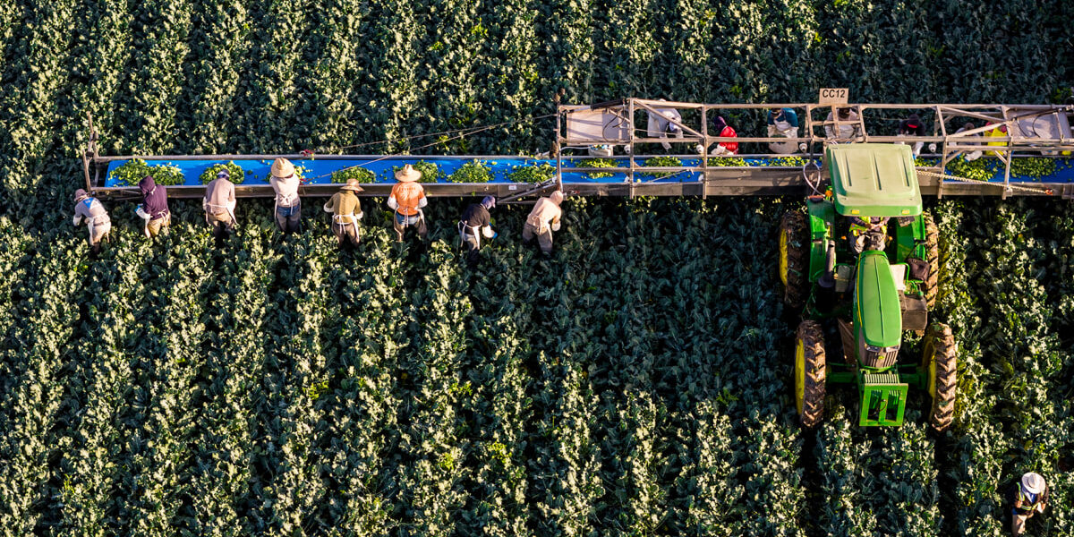 Arizona Faces Water Cuts: Will Your Winter Salad Be Affected? Arizona Faces Water Cuts: Will Your Winter Salad Be Affected?