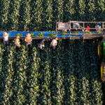 Arizona Faces Water Cuts: Will Your Winter Salad Be Affected? Arizona Faces Water Cuts: Will Your Winter Salad Be Affected?