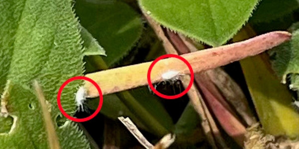 Alert: Invasive Pasture Mealybug Poses Severe Threat to Southern US Agriculture Alert: Invasive Pasture Mealybug Poses Severe Threat to Southern US Agriculture