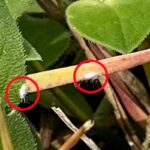 Alert: Invasive Pasture Mealybug Poses Severe Threat to Southern US Agriculture