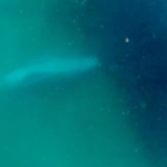 Humpback Whale Seen Grieving Dead Calf in Rare Footage: Emotional Behavior Observed