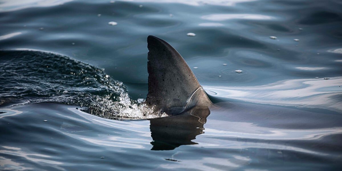Surfer Seriously Injured in Shark Attack at Popular Beach in Western Australia Surfer Seriously Injured in Shark Attack at Popular Beach in Western Australia
