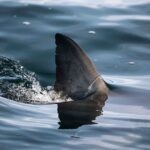 Surfer Seriously Injured in Shark Attack at Popular Beach in Western Australia Surfer Seriously Injured in Shark Attack at Popular Beach in Western Australia