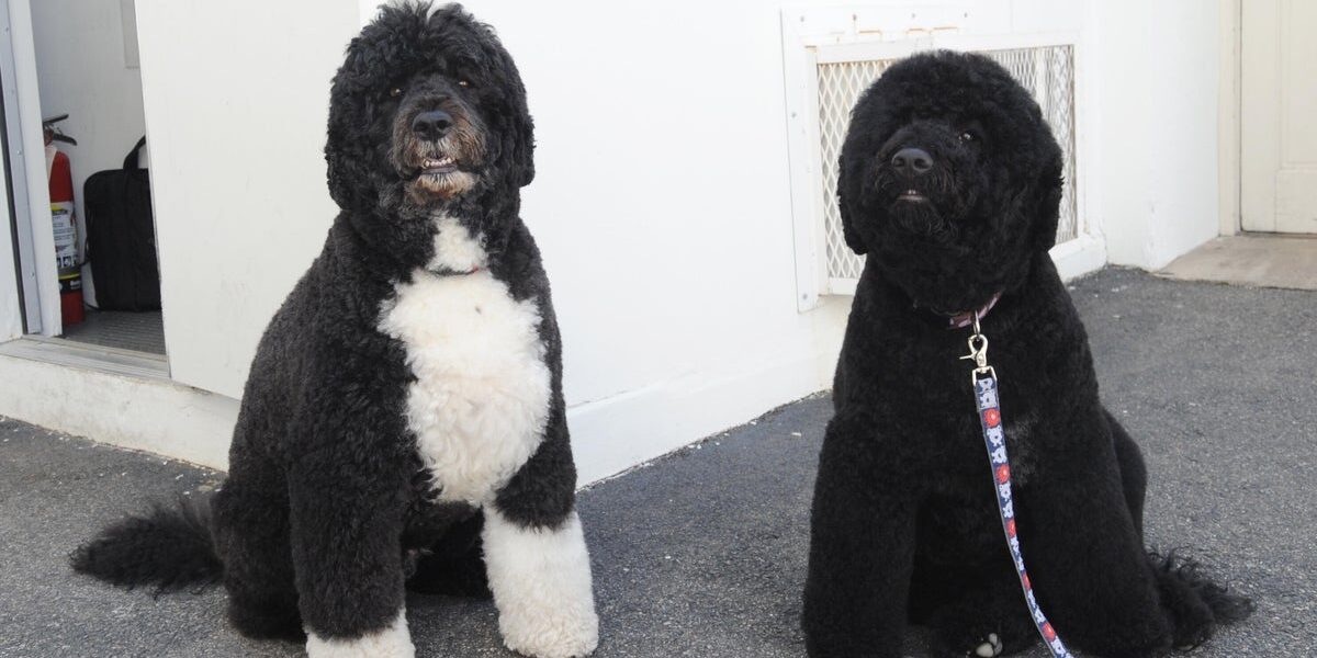 Former President Obama Announces Death of Family Dog Sunny Former President Obama Announces Death of Family Dog Sunny