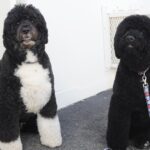 Former President Obama Announces Death of Family Dog Sunny