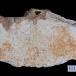China’s Cave Fossils Shed New Light on Mysterious Denisovans China’s Cave Fossils Shed New Light on Mysterious Denisovans
