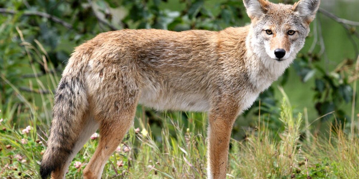 Arizona Mom Fends Off Coyote Attack During Family Kite Day